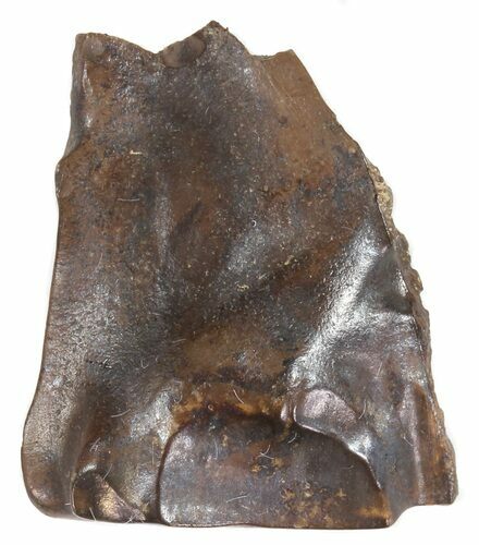 Triceratops Shed Tooth - Montana #53617